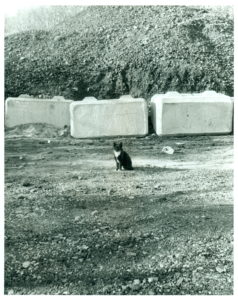 junkyard cat