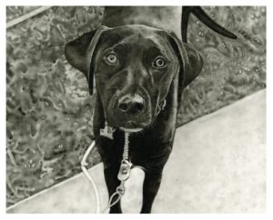 dog drawing