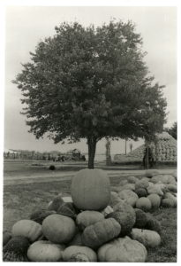 pumpkin tree